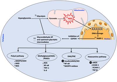 Crosstalk Between Oxidative Stress and Endoplasmic Reticulum (ER) Stress in Endothelial Dysfunction and Aberrant Angiogenesis Associated With Diabetes: A Focus on the Protective Roles of Heme Oxygenase (HO)-1